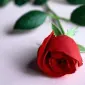 وان رد رز